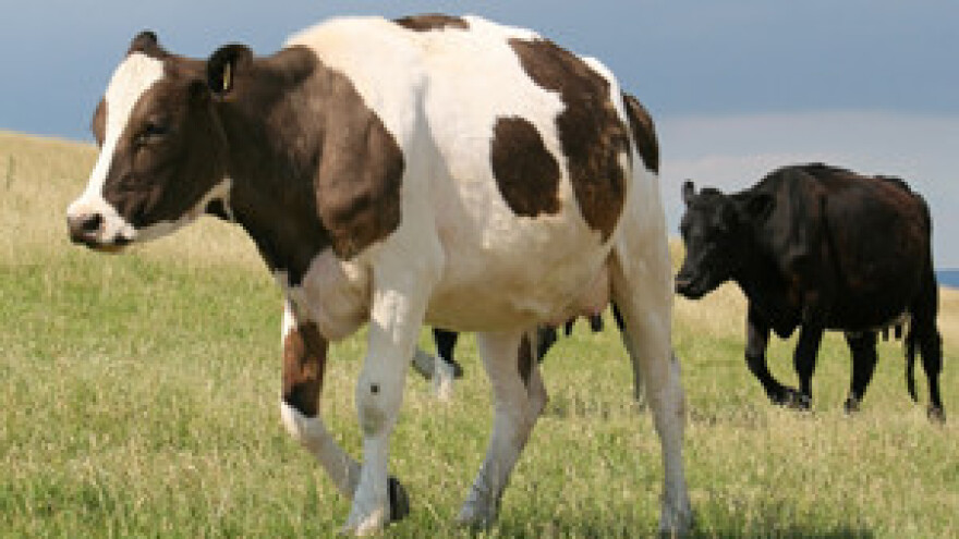 Suša sije smrt u Slavoniji