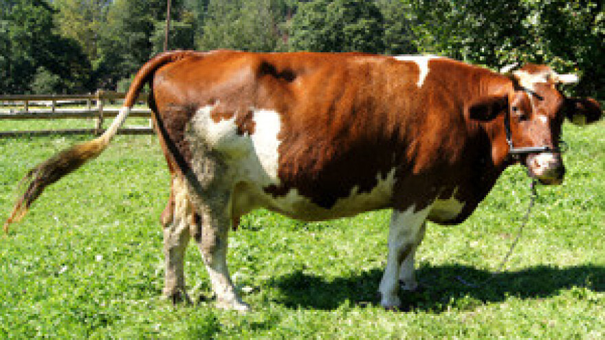 Mljekarstvo je na izdisaju