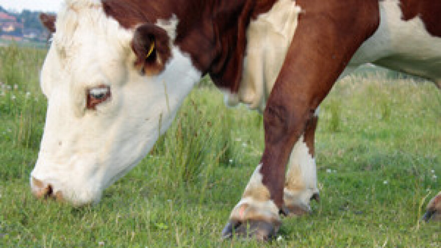 Facebookom za krave Osječanin osvojio investitore, a potom svijet