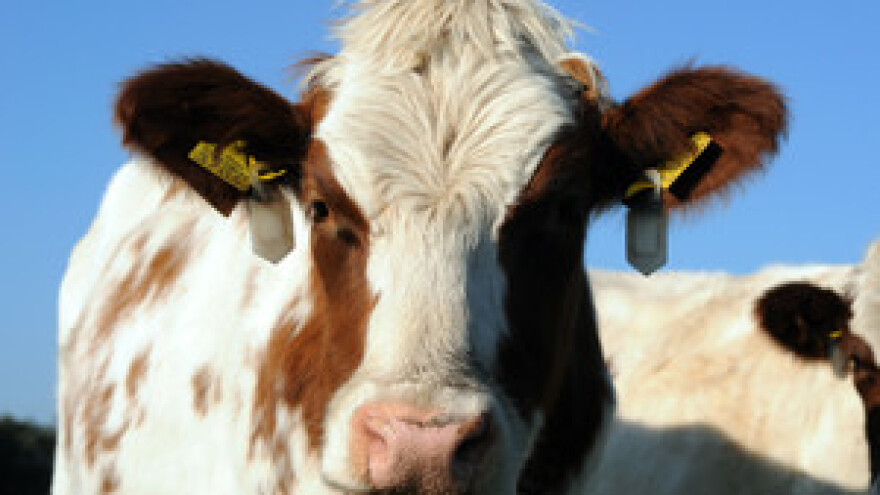 Nužne mjere za očuvanje proizvodnje mlijeka