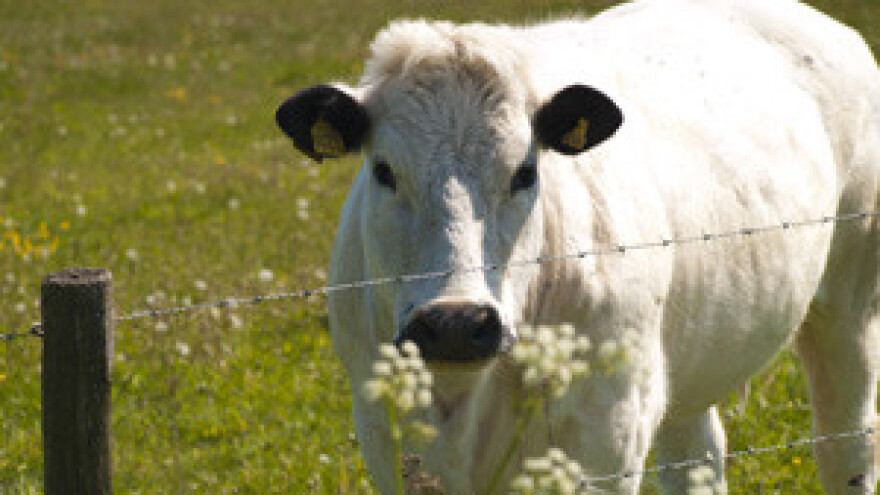 Stočnu hranu suša poskupljuje 30 posto