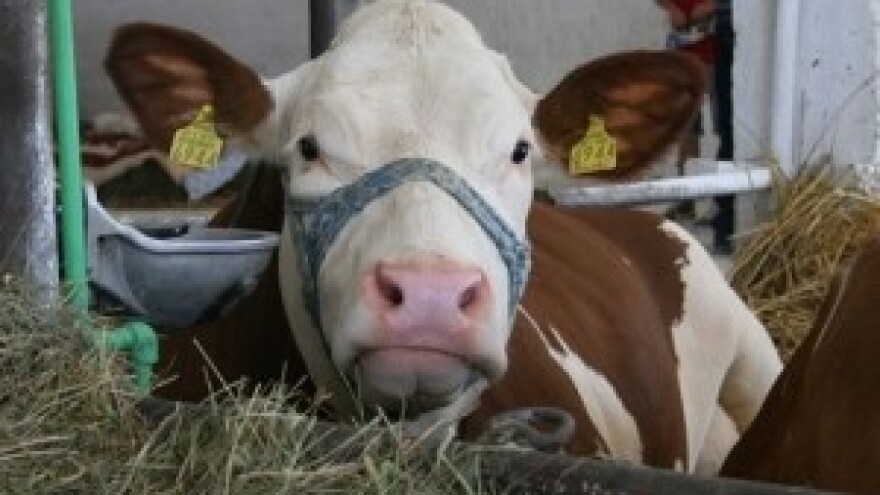 Reakcije na izjave iz Croatiastočara