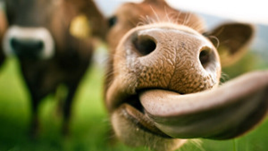Krave na bombonima i čokoladi zbog suše