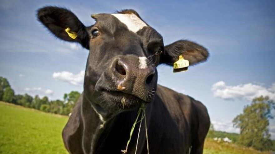 I ovogodišnji gudovački šampioni iz Marijanaca