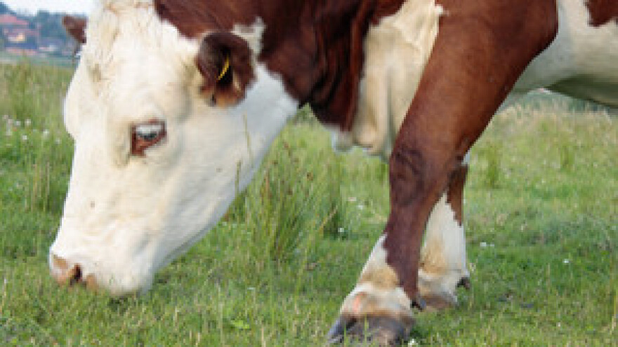 U očekivanju "mliječnog kodeksa"