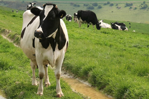 Krave umjesto da daju mlijeko, idu u klaonicu