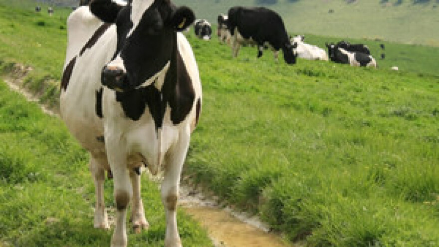 Krave umjesto da daju mlijeko, idu u klaonicu