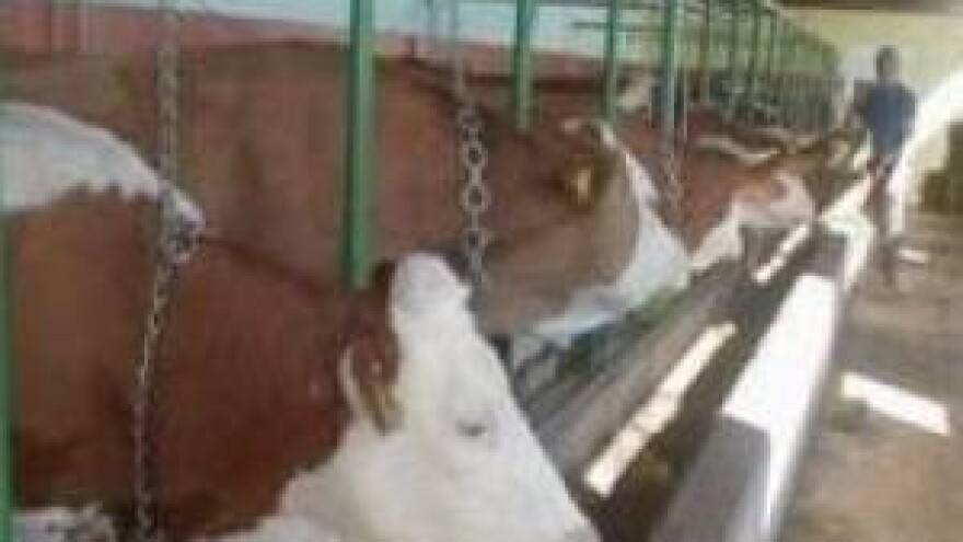 Dostatne stočne hrane neće imati 52 posto mliječnih farmi