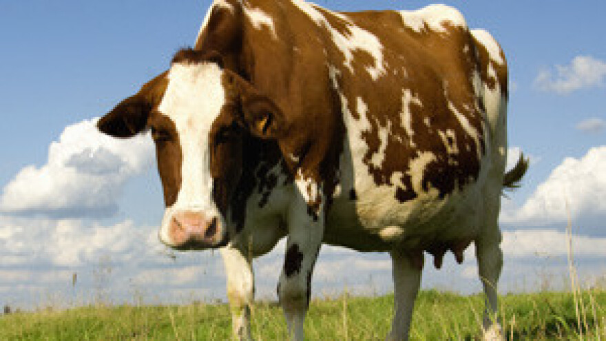 Nastavljen pad proizvodnje mlijeka u Hrvatskoj