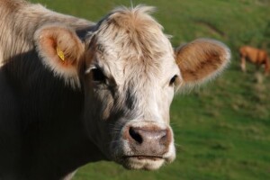 Ulaskom u EU nova pravila za farme