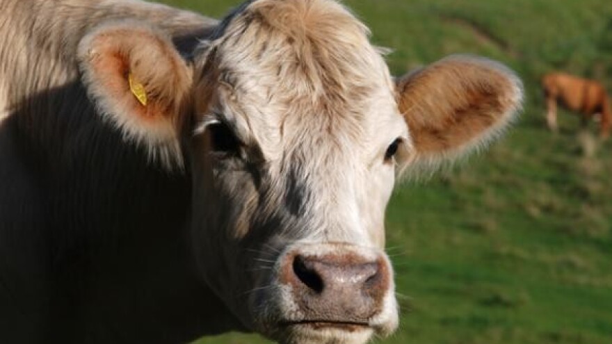 Ulaskom u EU nova pravila za farme