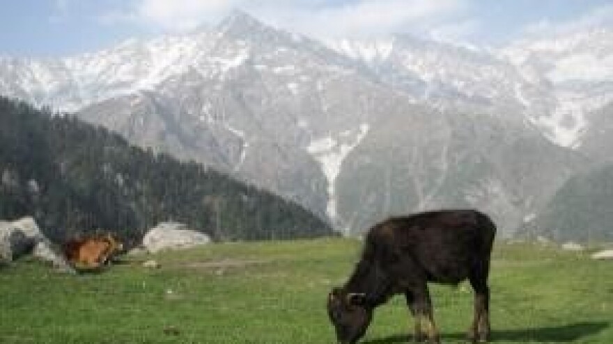 Rekordne razine cijena junećih trupova R3 klase u EU