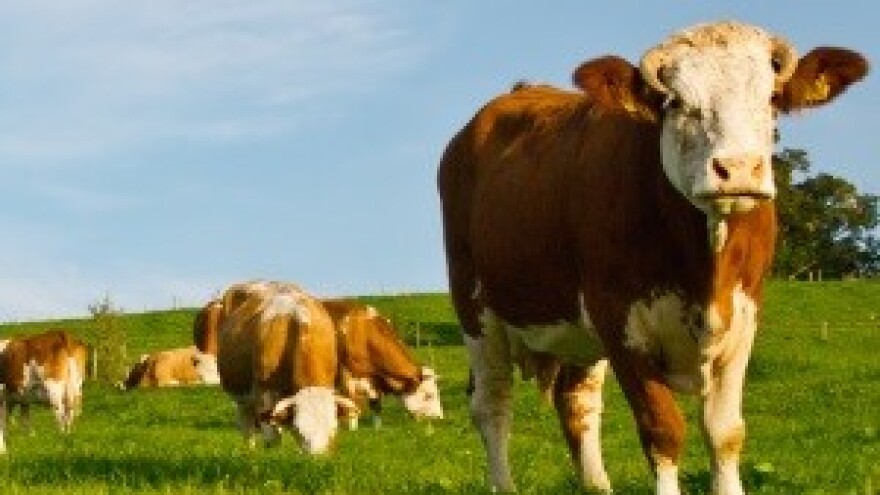 Nepostojeća mljekara kod Sinja proizvodila mlijeko iz BiH