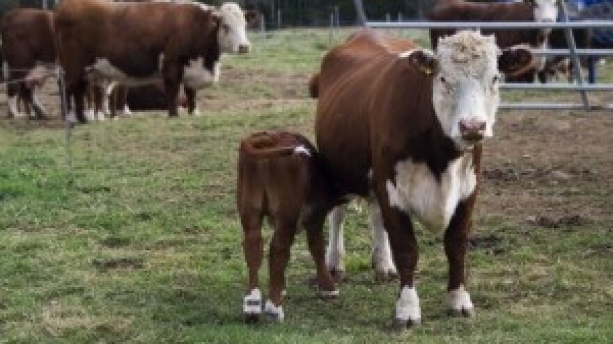 Prvo ukradu riječi, a potom im ukradu značenje