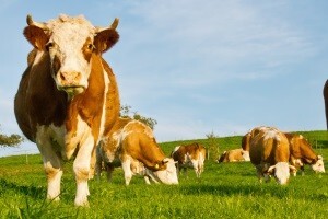 Stigli nalazi iz Beča: Kontaminacija mlijeka potječe iz stočne hrane