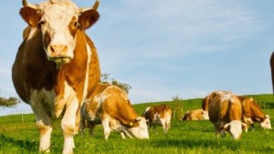 Stigli nalazi iz Beča: Kontaminacija mlijeka potječe iz stočne hrane