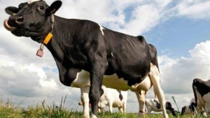 I Meggle zbog aflatoksina obustavio otkup mlijeka iz istočne Slavonije