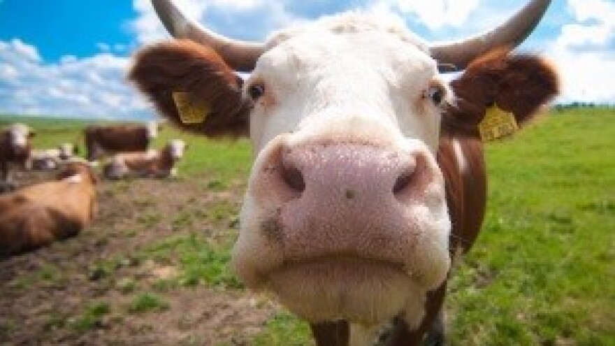 Prosvjed mljekara zbog obustave otkupa