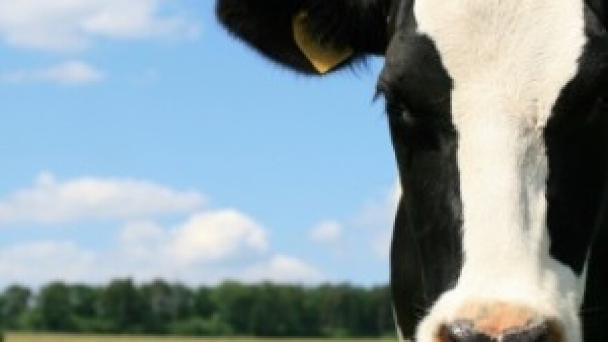 Mljekare su i zaslužile aflatoksine