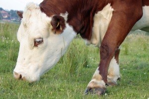 Evo kako je Srbija rješila problem toksičnog mlijeka