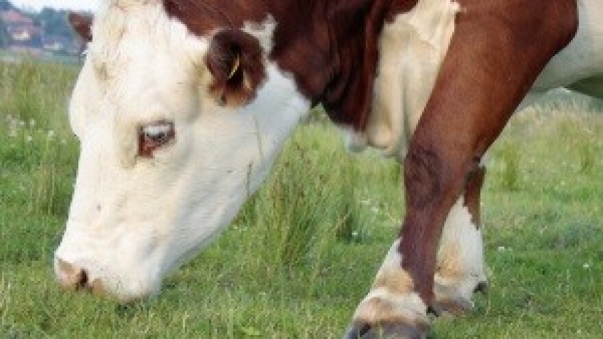 Evo kako je Srbija rješila problem toksičnog mlijeka