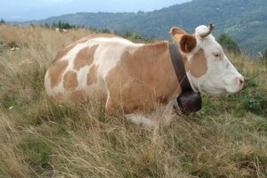 Treća izložba goveda u Brinju