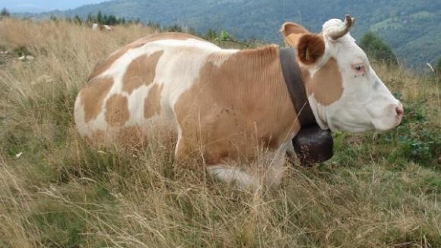 Treća izložba goveda u Brinju
