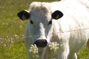 U veljači prikupljeno 16,7% manje mlijeka