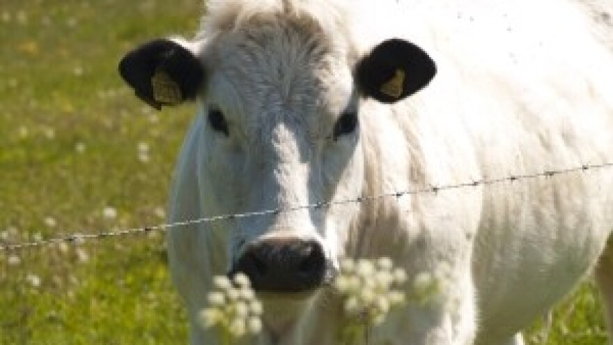 U veljači prikupljeno 16,7% manje mlijeka