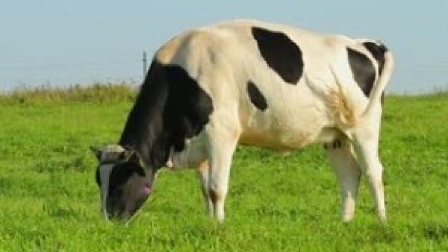 Opasnost od trovanja stoke nitratima iz mlade zelene krme