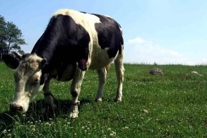 Veliki izvozni potencijal ekološkog mlijeka