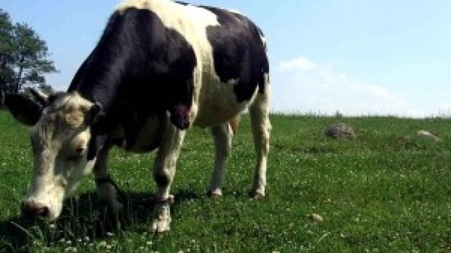 Veliki izvozni potencijal ekološkog mlijeka