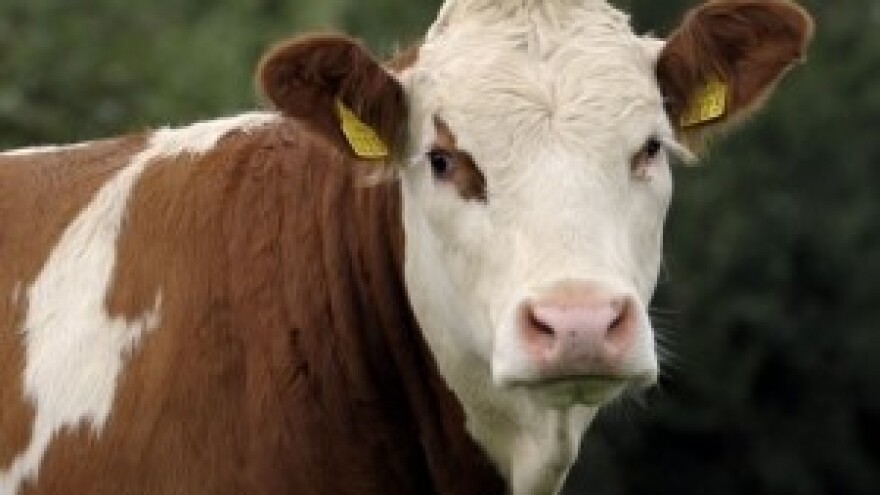 Jakovina: "Nadam se da će poskupljenje mlijeka donijeti i veće otkupne cijene"