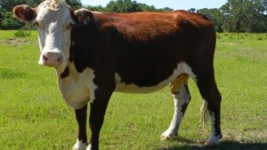 U travnju prikupljeno manje kravljeg mlijeka