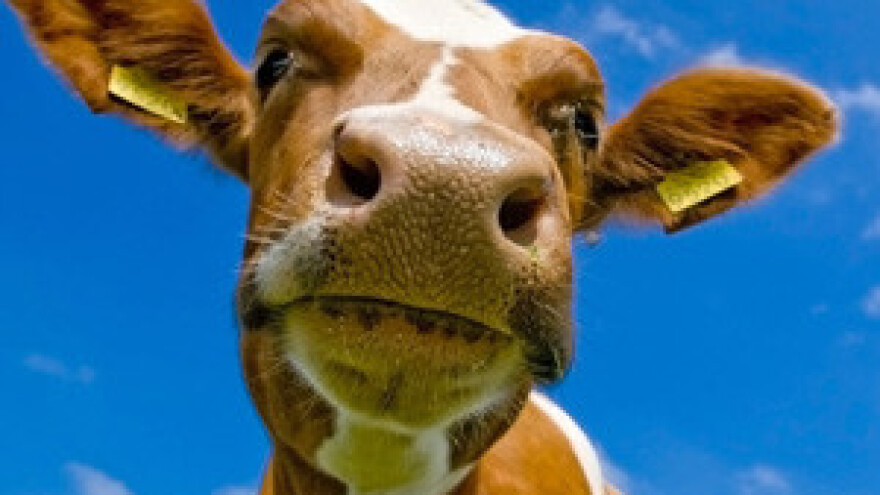 Uzgoj stoke bit će prepolovljen