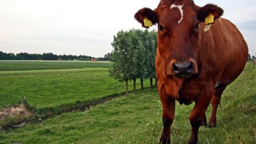 Broj mliječnih krava u pet godina gotovo udvostručen