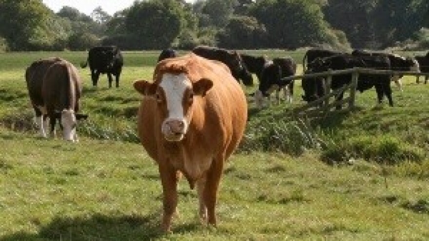 Jačanje konkurentnosti domaćeg mliječnog sektora