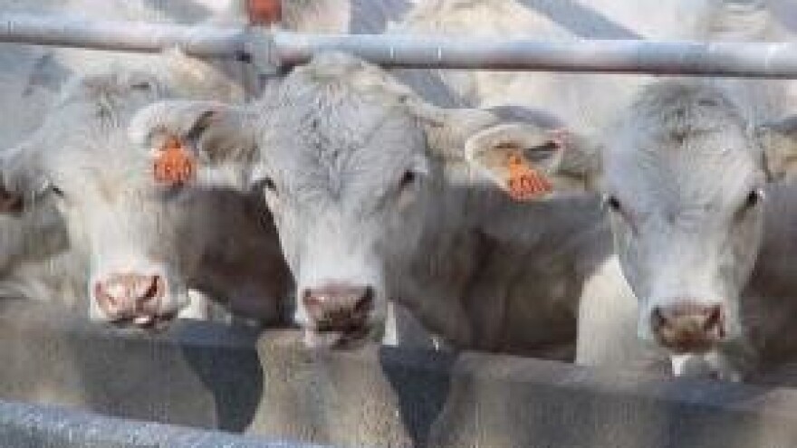 Prosvjedi njemačkih mljekara