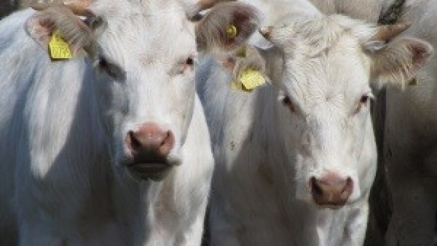 Dukat otvorio tvrtku u Bugarskoj, evo što trebate znati