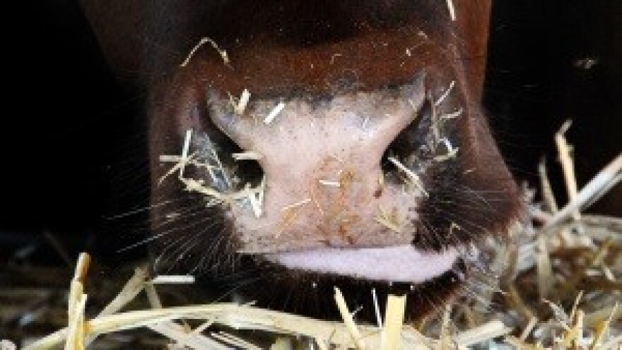 Provedba mjera radi sprječavanja kontaminacije hrane za životinje mikotoksinima