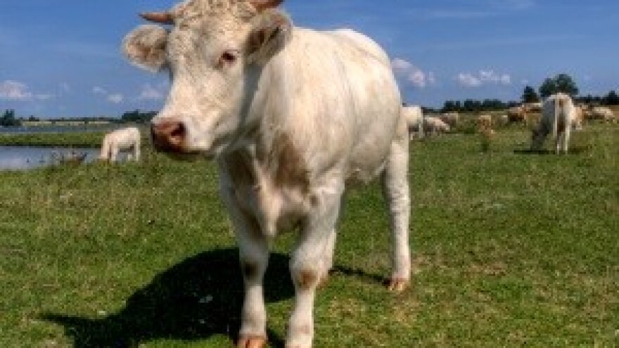 Mljekari najavili burnu jesen