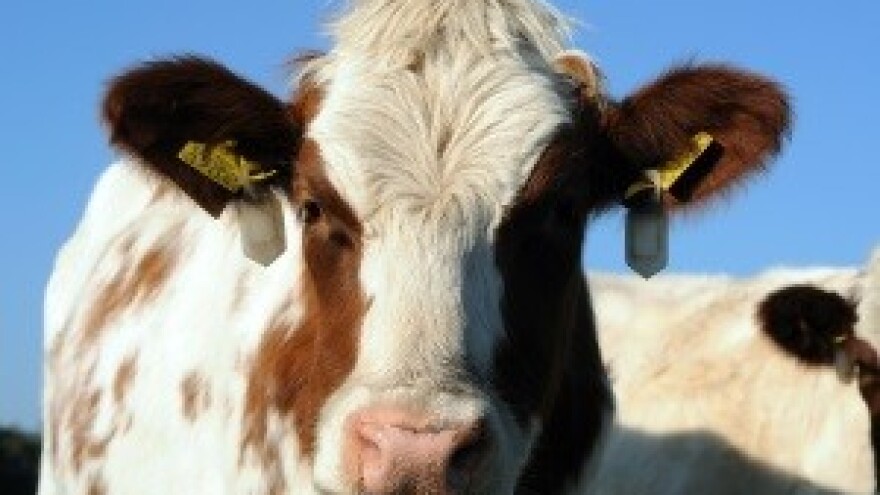 Uložio pet milijuna kuna u svemirsku staju za 77 krava koje muze robot