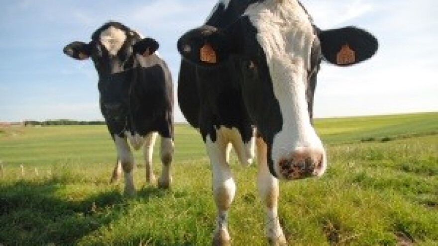Hrvatskoj nije dozvoljen izvoz goveda u EU