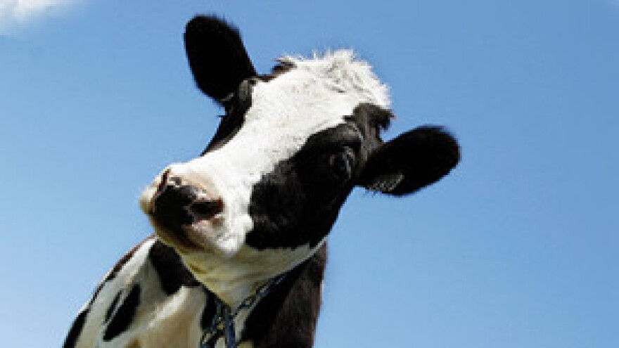 Mljekari prijete neisporukom mlijeka