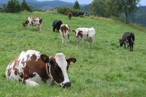 Stavljanje živih životinja na zajedničko EU tržište