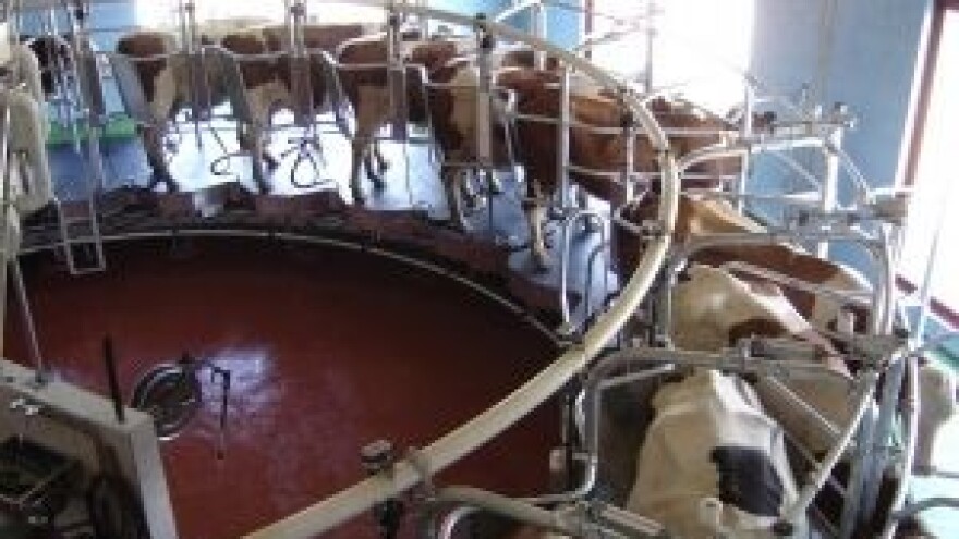 Predstavljanje Udruge uzgajatelja simentalskog goveda požeštine