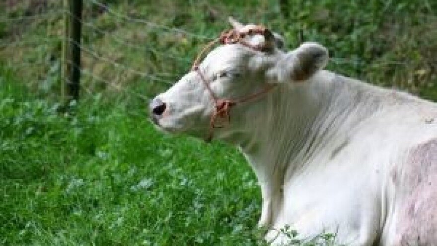 6,5 milijuna kuna iz IPARD-a za preradu mlijeka