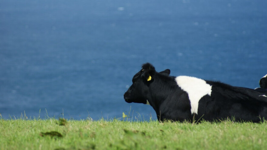 Djetelinsko-travne smjese u eko poljoprivredi