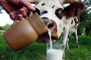 Umjesto krize, njima teče struja i mlijeko