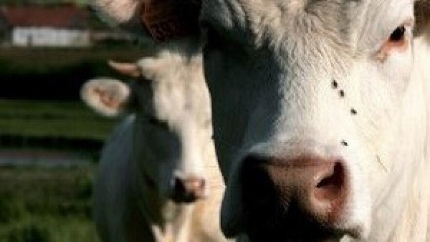 Benkovački stočni sajam